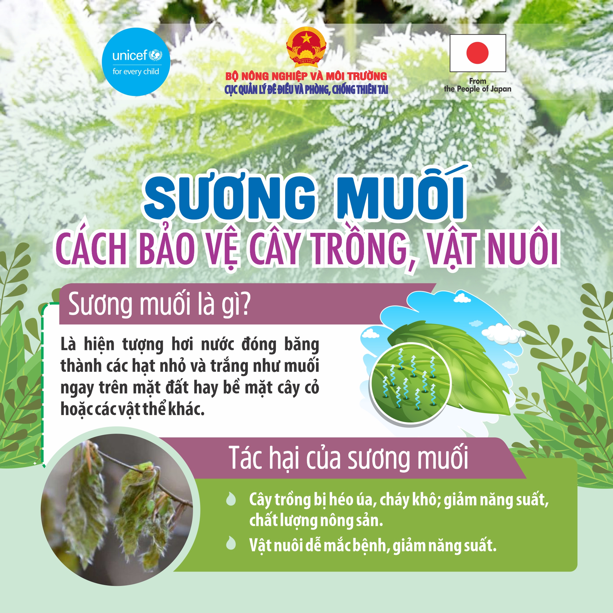 Hướng dẫn kỹ năng ứng phó với sương muối